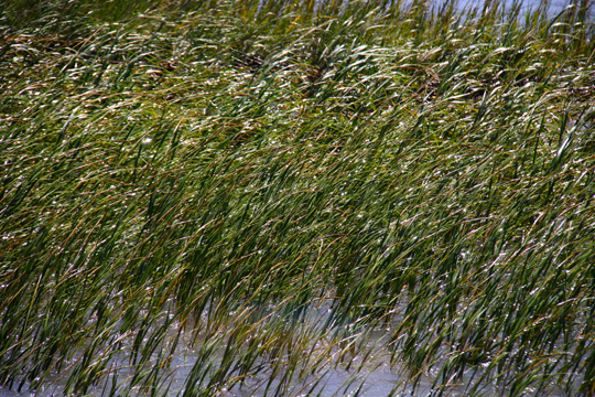 landscape gallery_south_south carolina