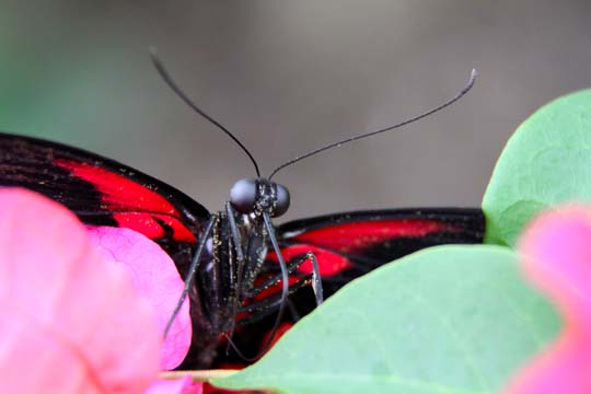 3_in_Resting on Flowers_0100