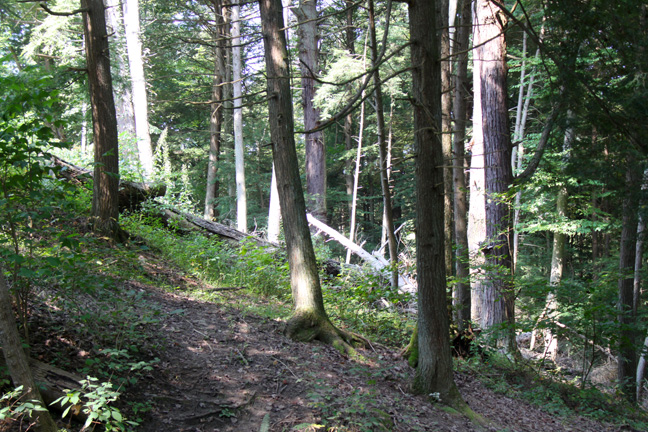 steep hill in the woods_004