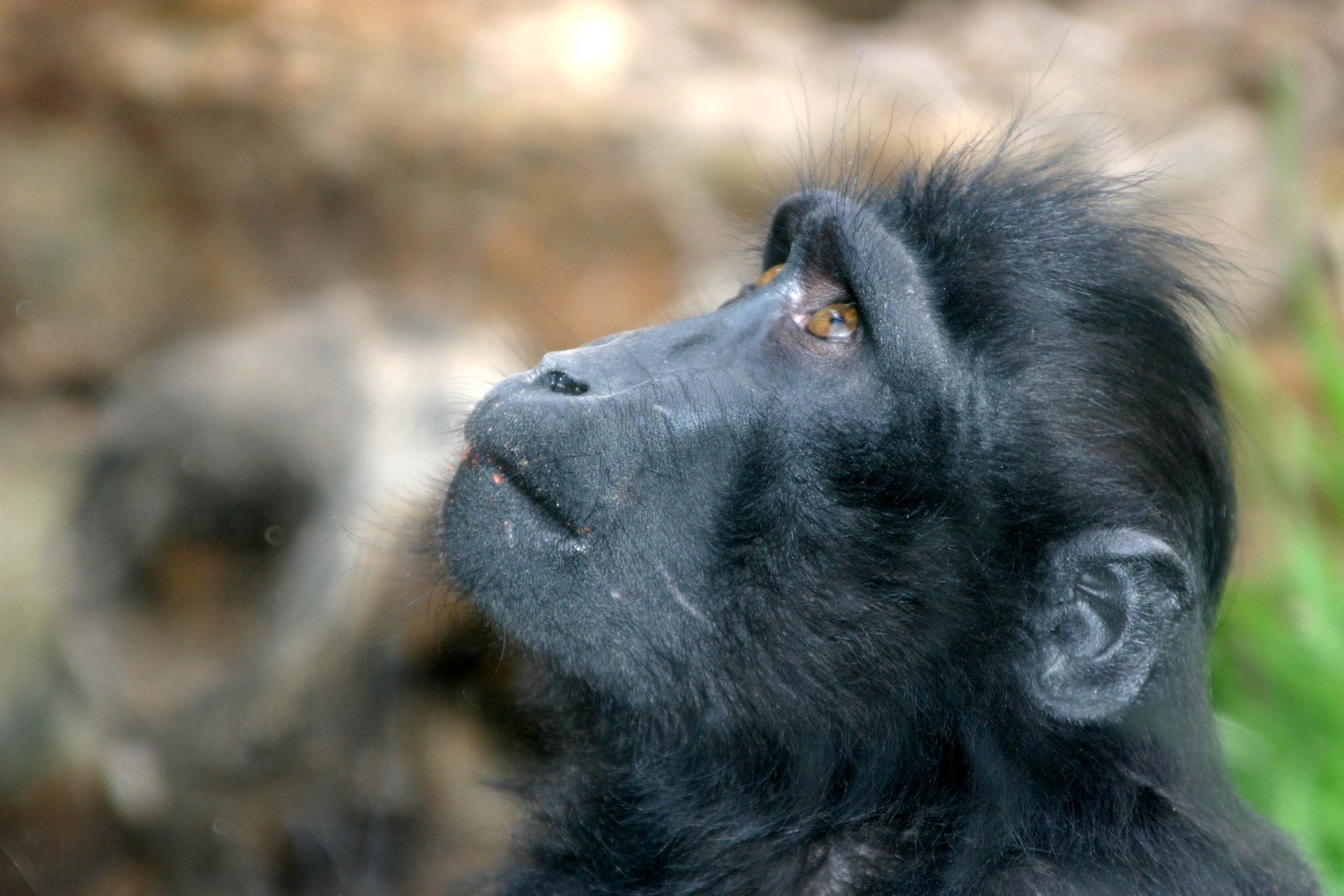 baby chimp