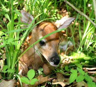 3_de_hiding