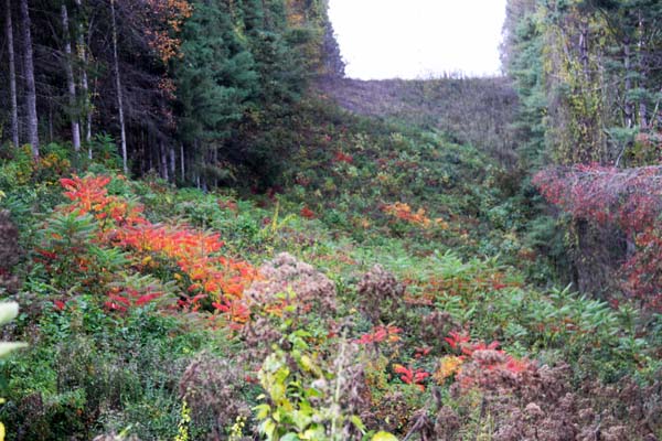 wv_hillside_161