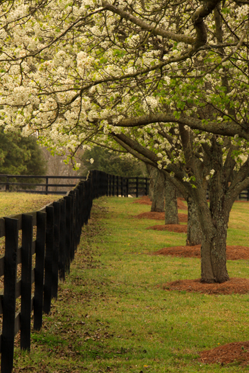 nc_Trees and the fence_029