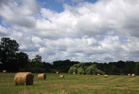 mi_Hayfield_0023