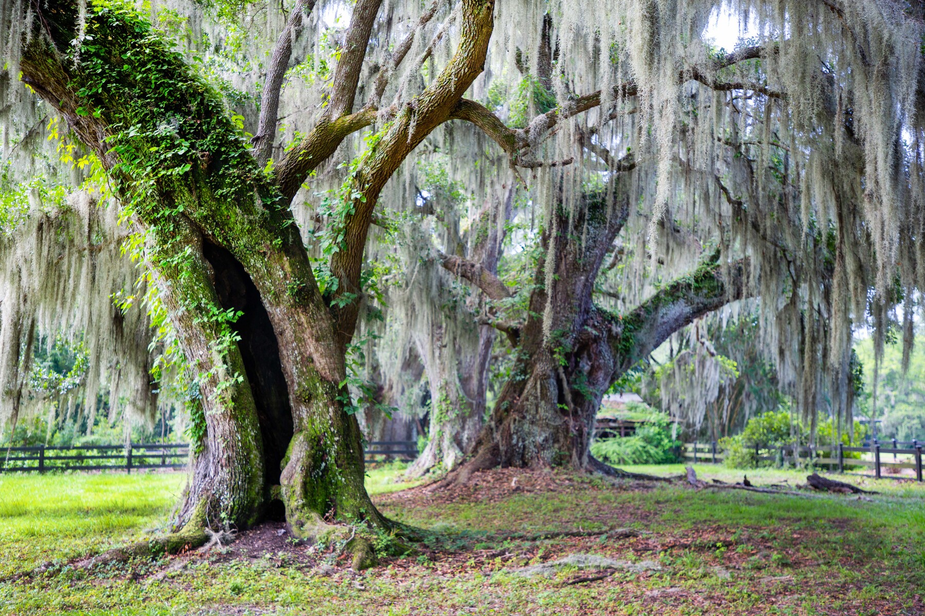 live oaks st magnolis