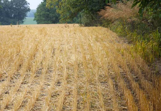 mi_cut wheatfield_112