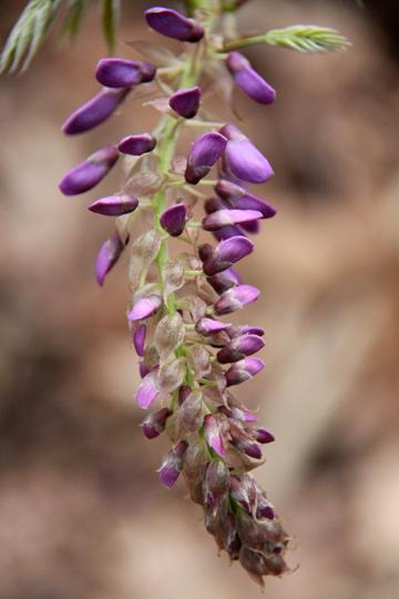 bpu_Wysteria 017