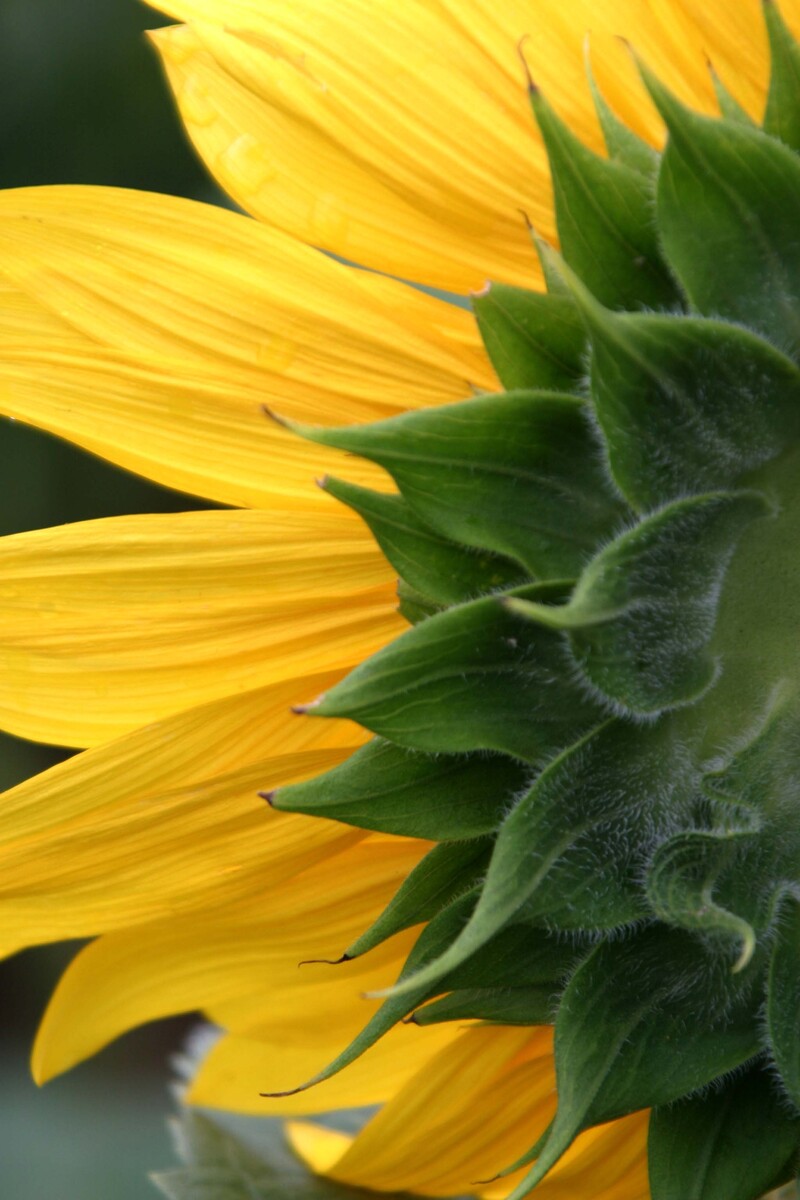 the back of the sunflower