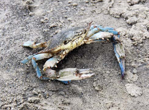 cb_kind of crabby_159