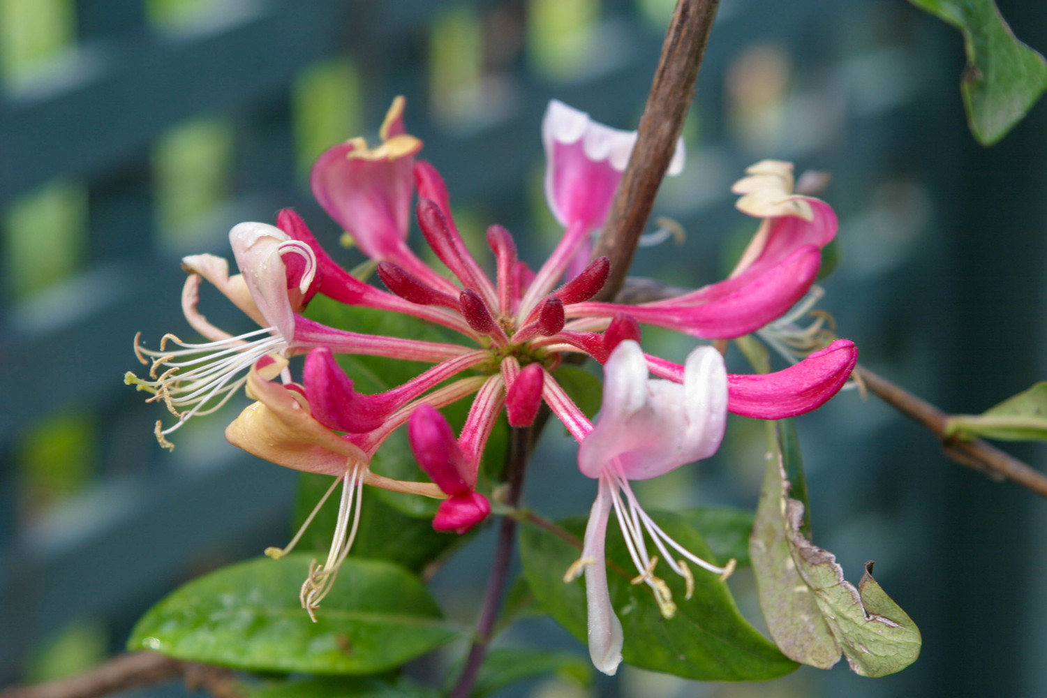 rhododendrons