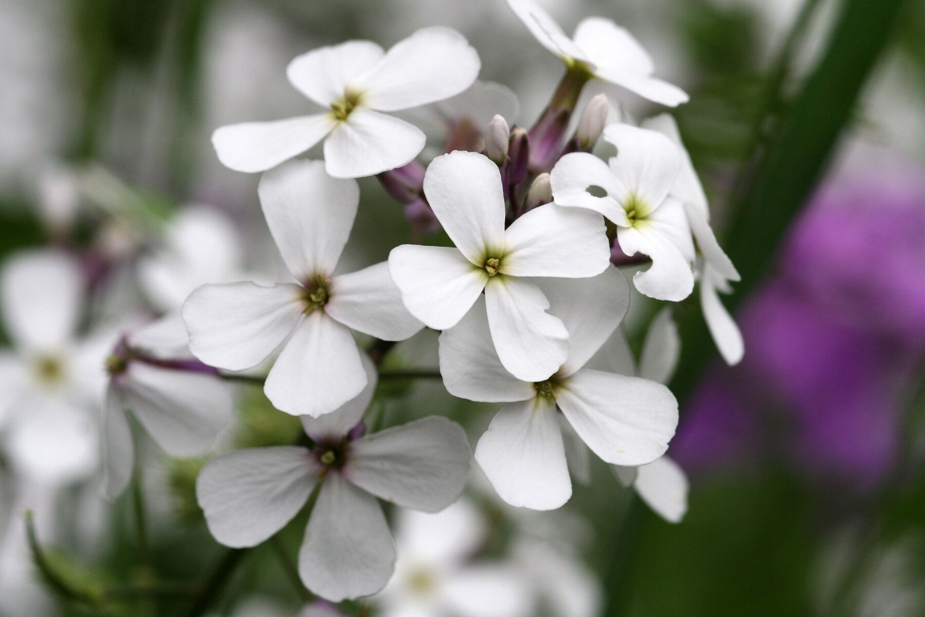 white hydrangias
