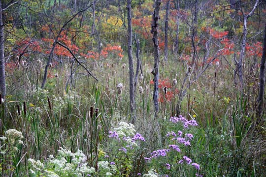mi_Start of Fall_0445