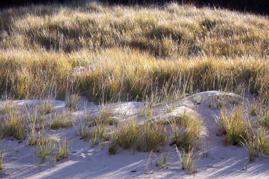 mi_Seagrass_2805