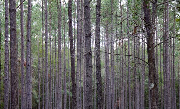 sc_growing woods_026