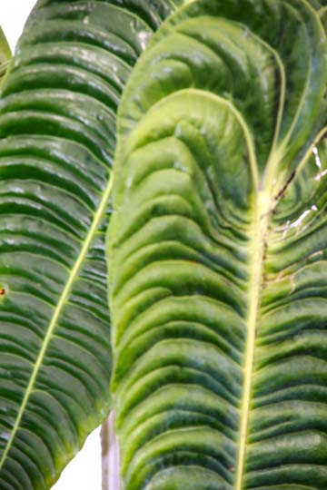 gr_elephant ears_085