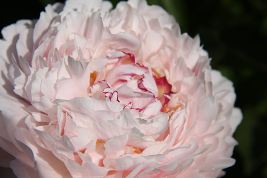 pin_Peonies_6458