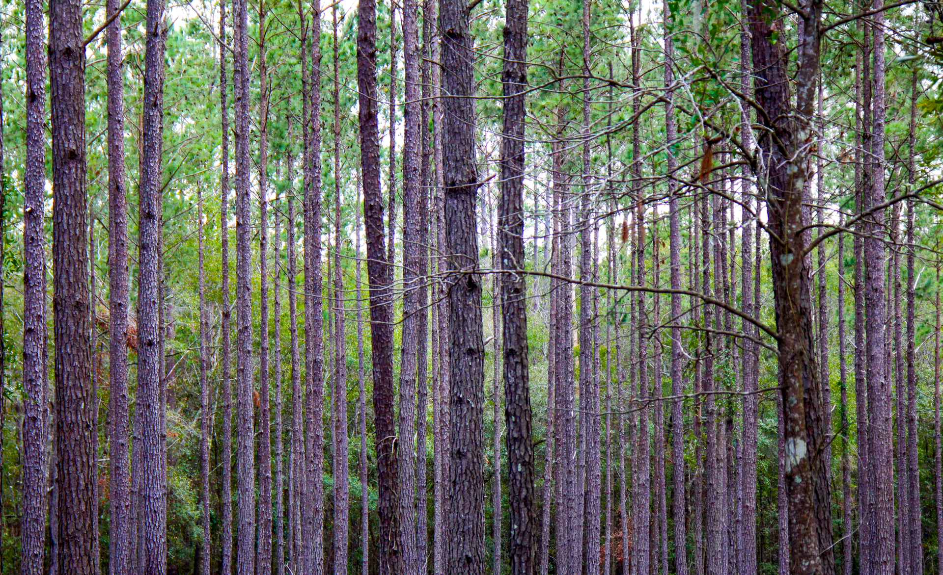 zebra stripes woods