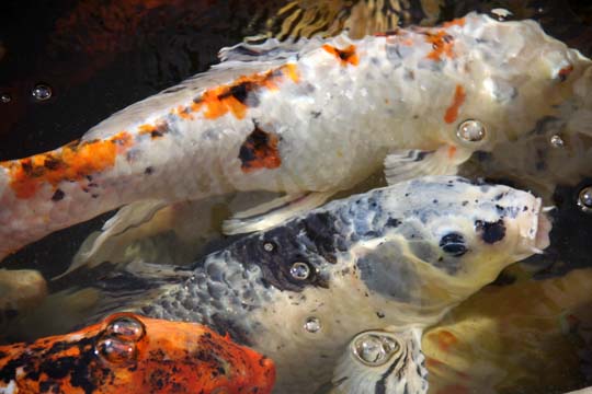 animals fish gallery