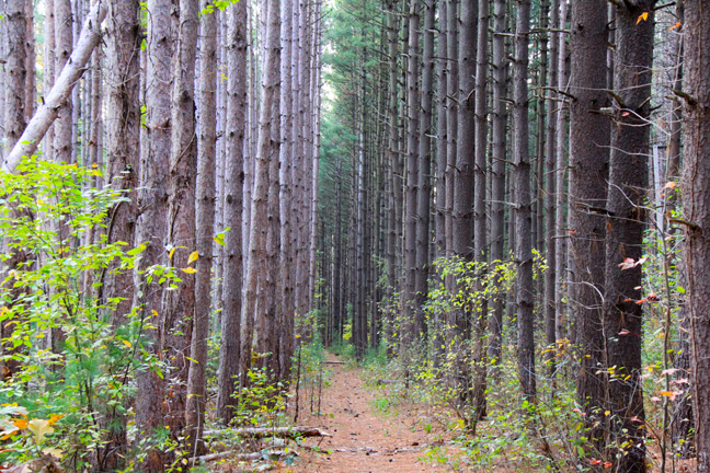 mi_path along giants_233