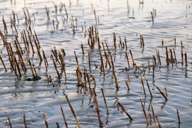 marshgrass washed away_029