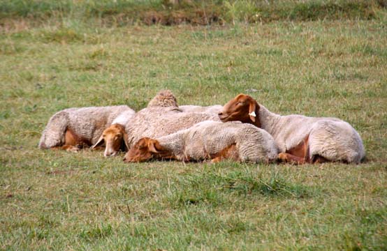sleepin sheep