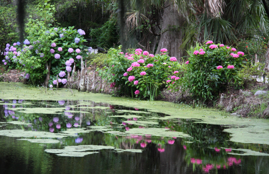 sc_Hydranga along the riverbank_ 235