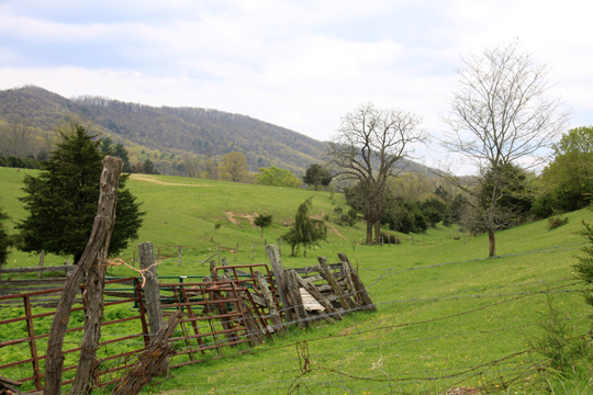va_cow pasture_290