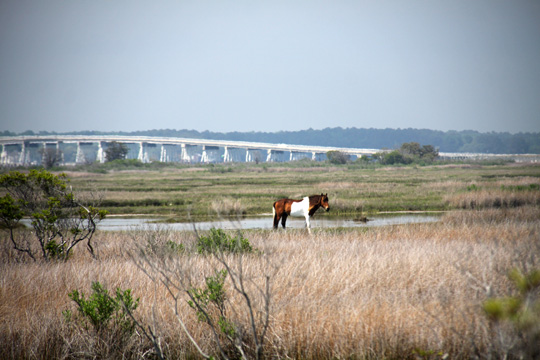 landscape east gallery