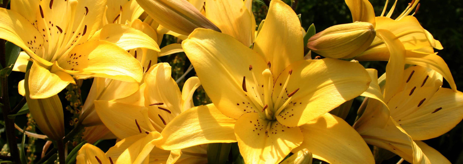 tiger lilies_8976