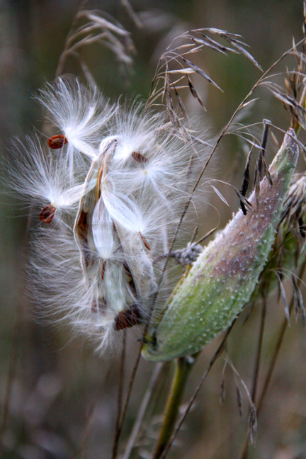 wh_milkweed_101
