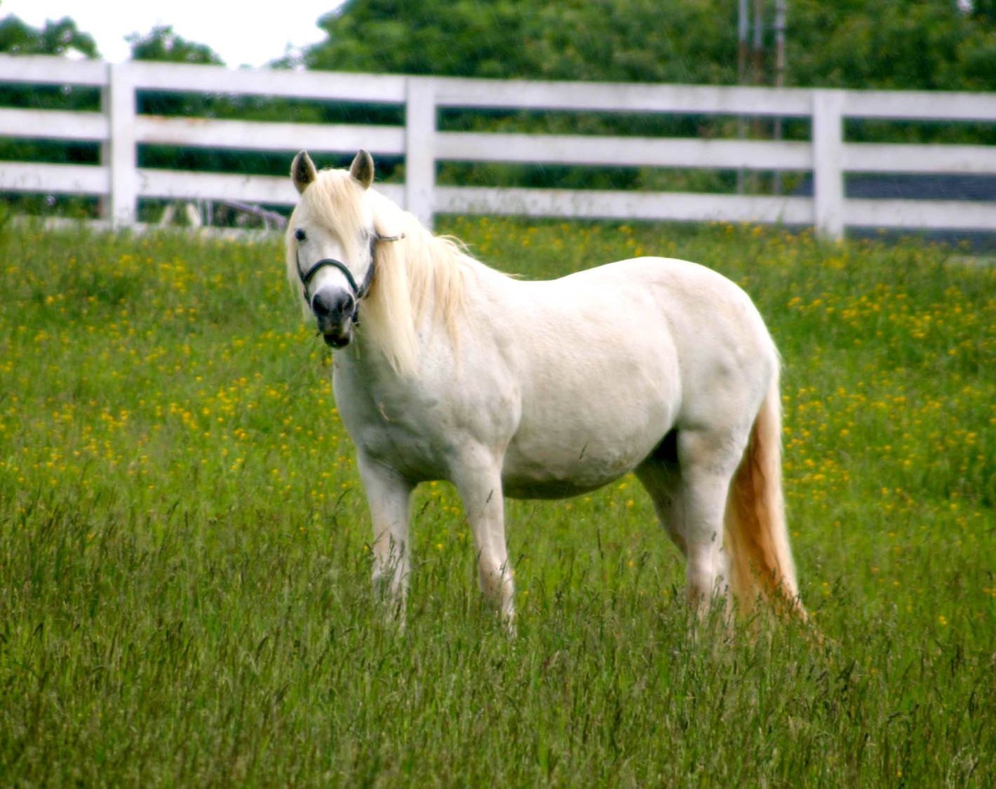 white horse