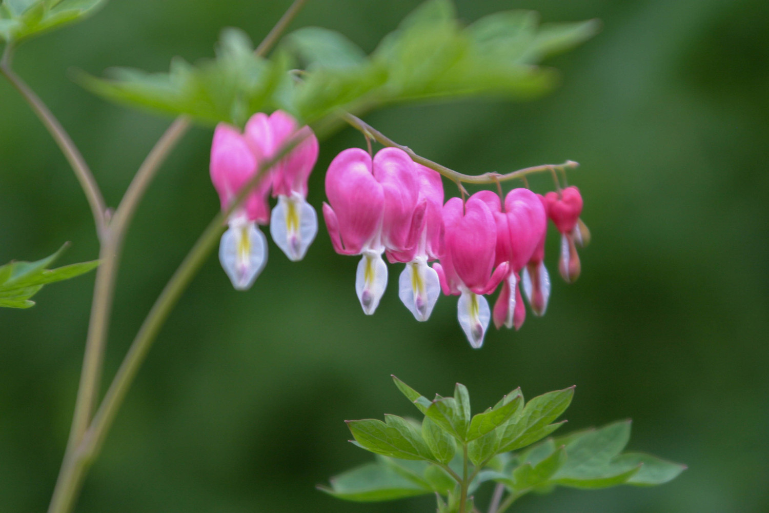 bleeding heart