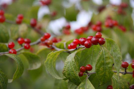 rd_Fall Berries_1943