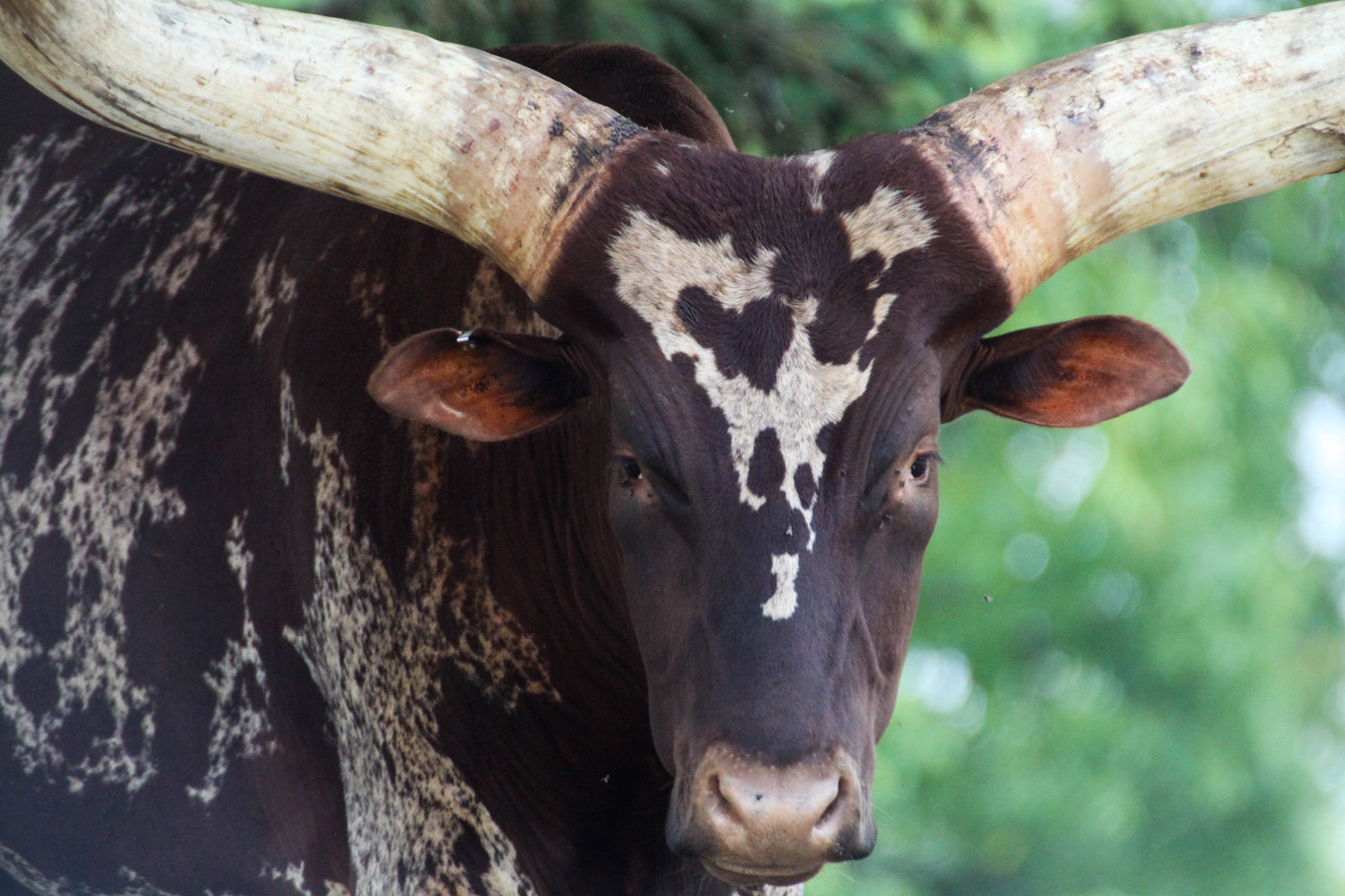 african cow