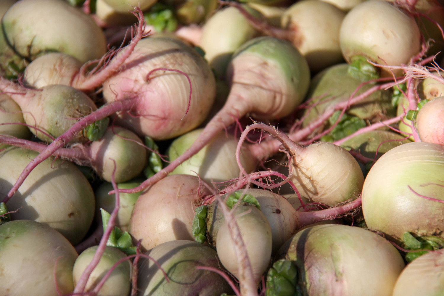 turnips