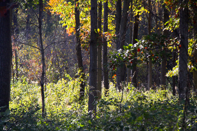 mi_spectacular woods_122