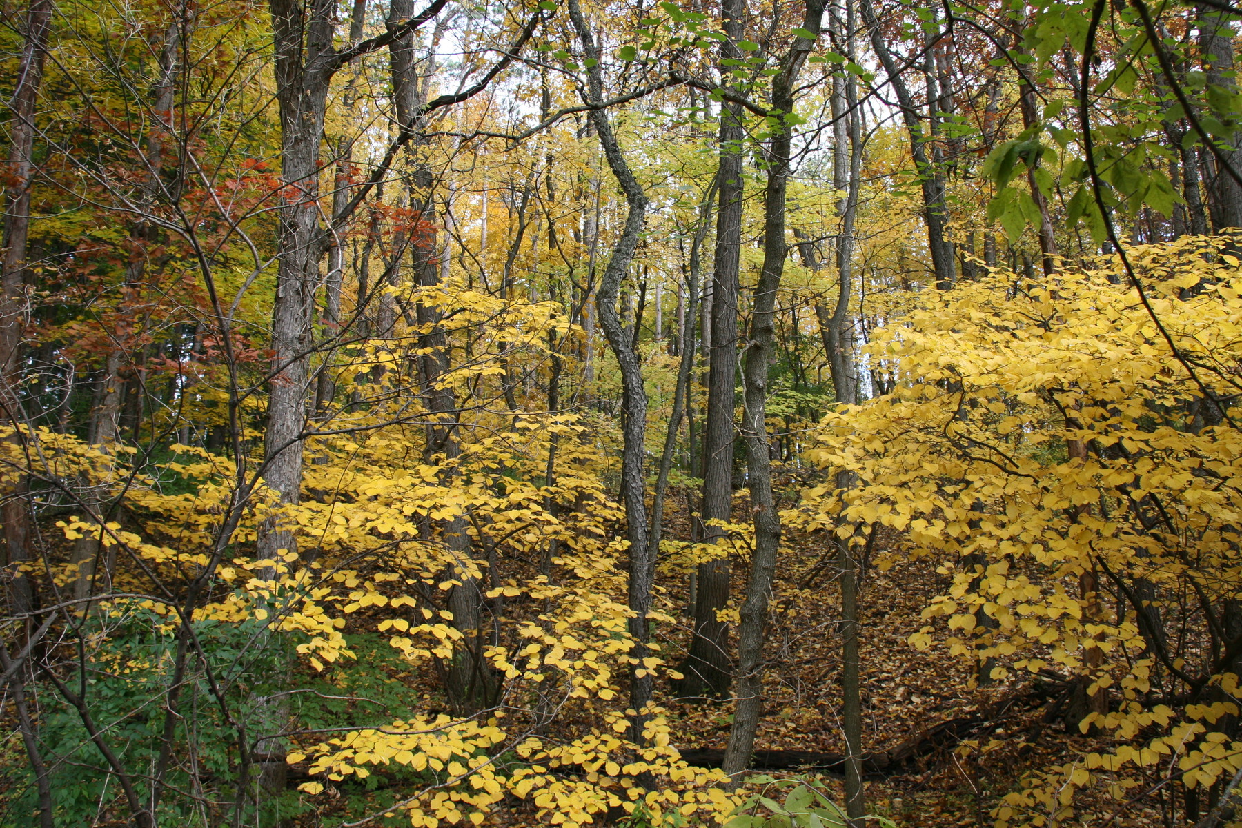 Arboretum in fall