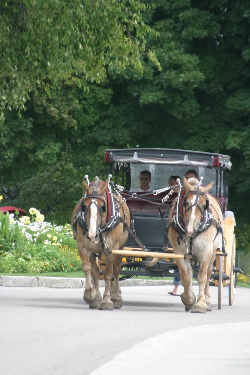 draft horses on Mackinaw