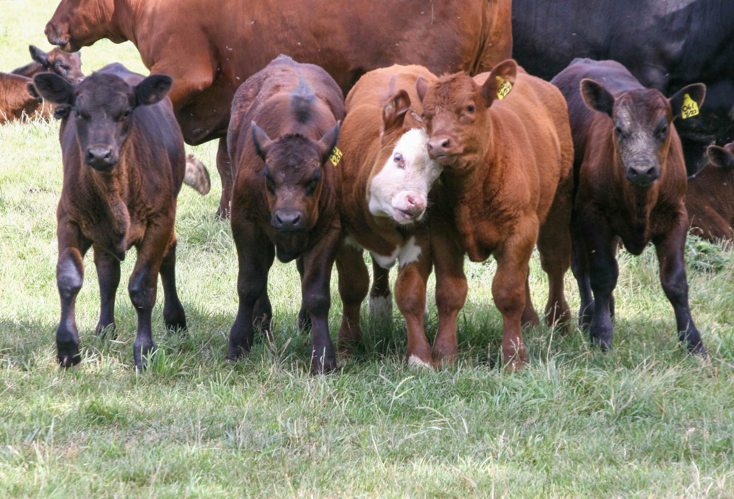 5 little babies all lined up