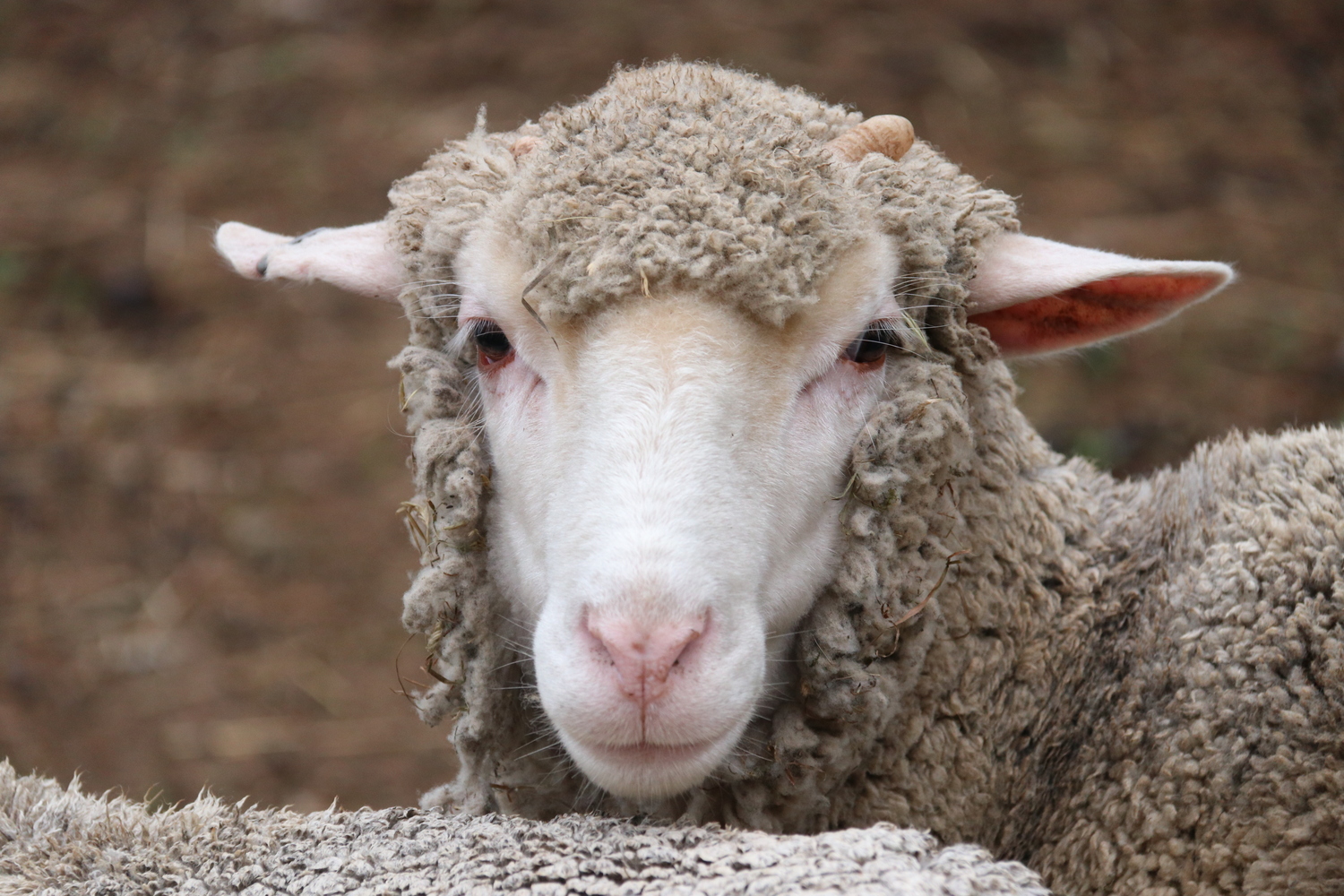 baaaaaa