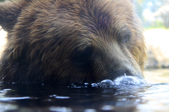 be_blowing bubbles_129