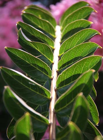 gr_CrepeMyrtle 037.