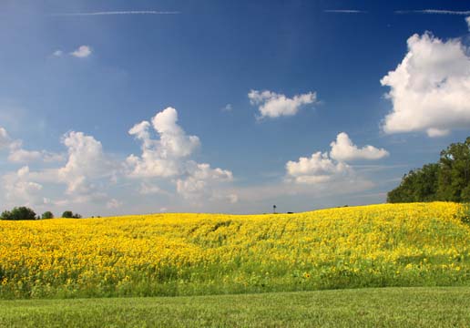 mi_Sunflower Field_0004