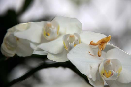 wh_orchid_006