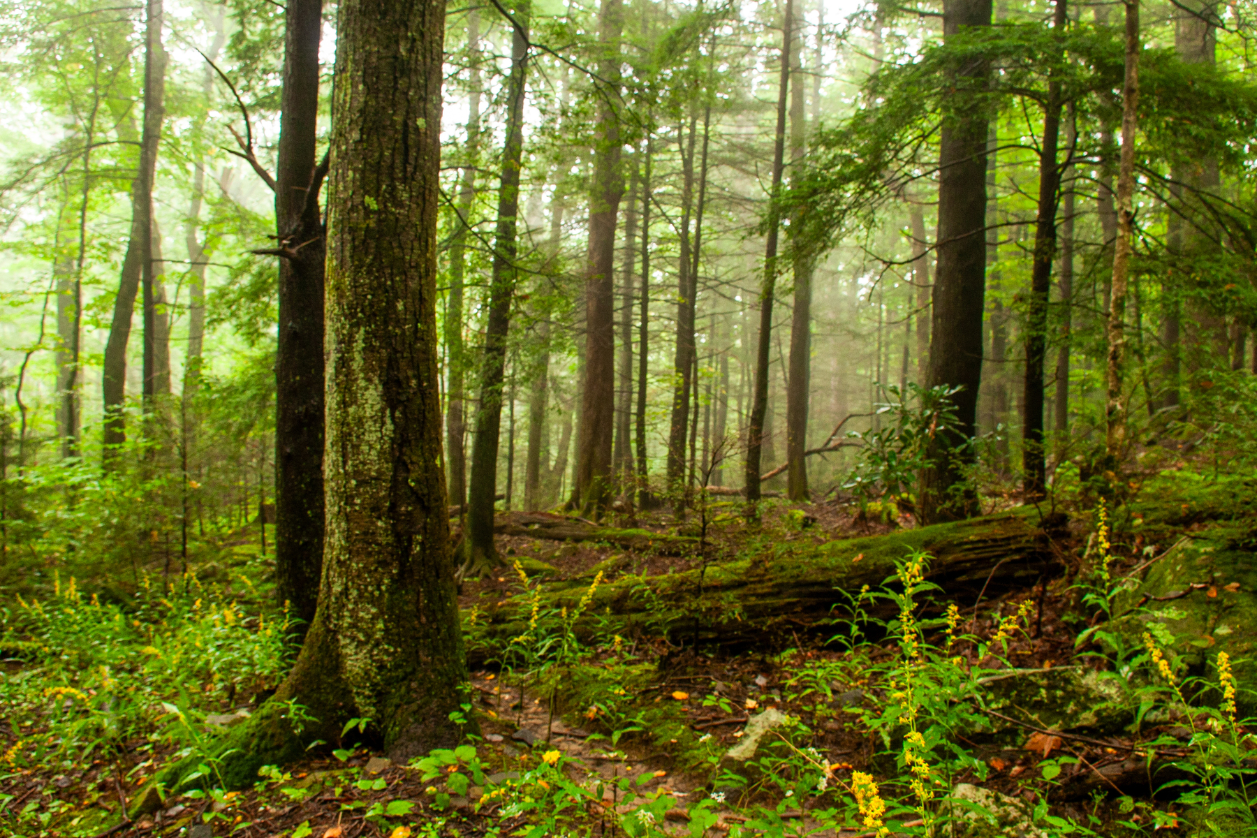 fallen trees