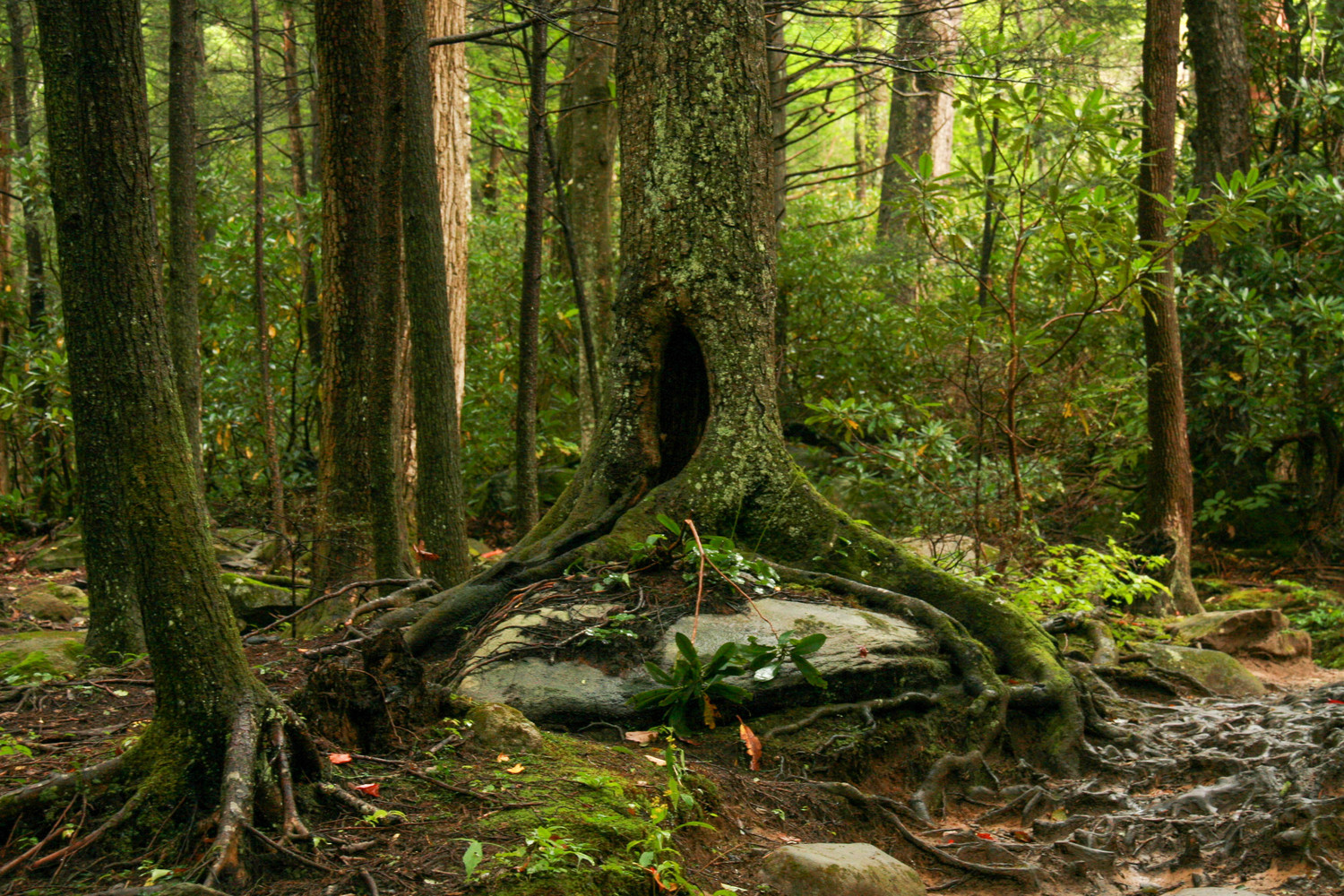 the liftup of trees