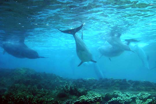 3_dp_dolphin_II
