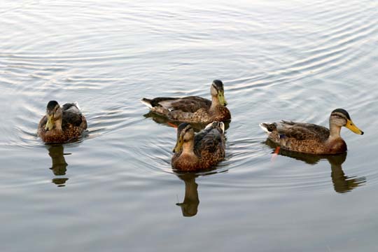 3_bi_ducks