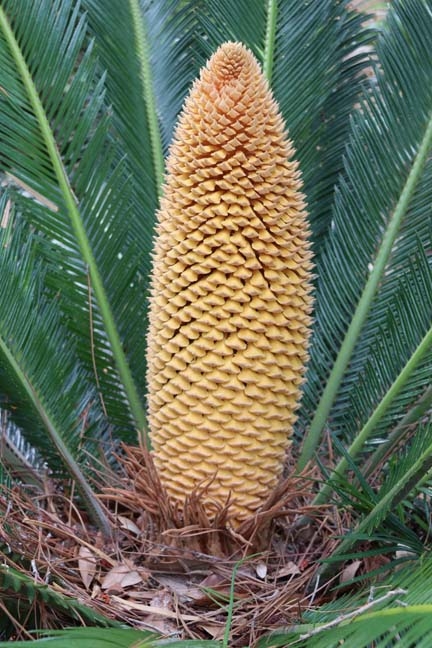 gallery of plants_yellow