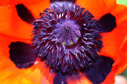 rd_The center of the poppy